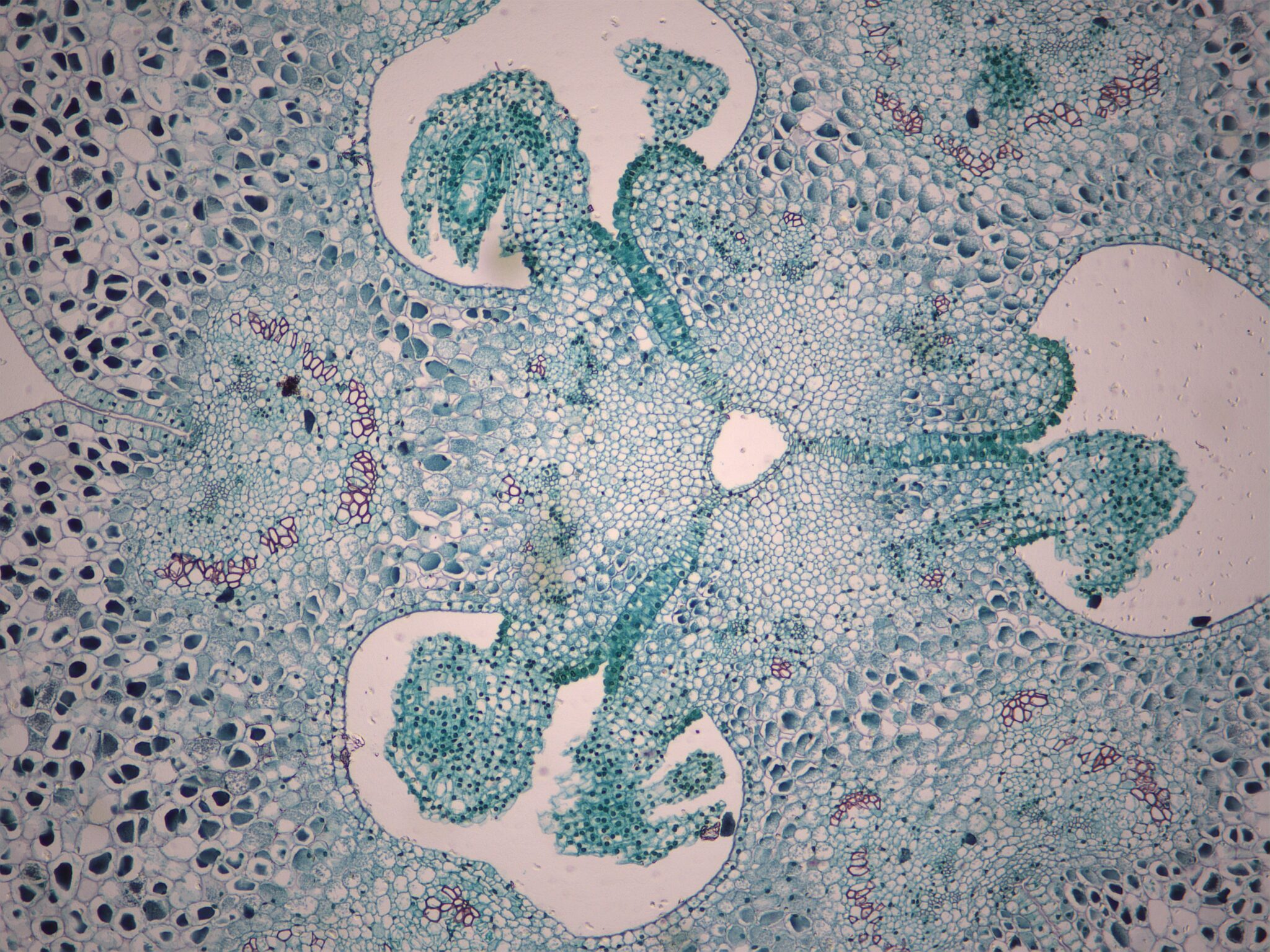 B17108 Basic Botany - Valley Microscope