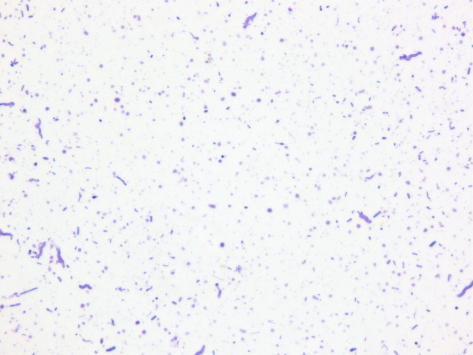 BS001 Bacteria Smear, 3 Types Valley Microscope